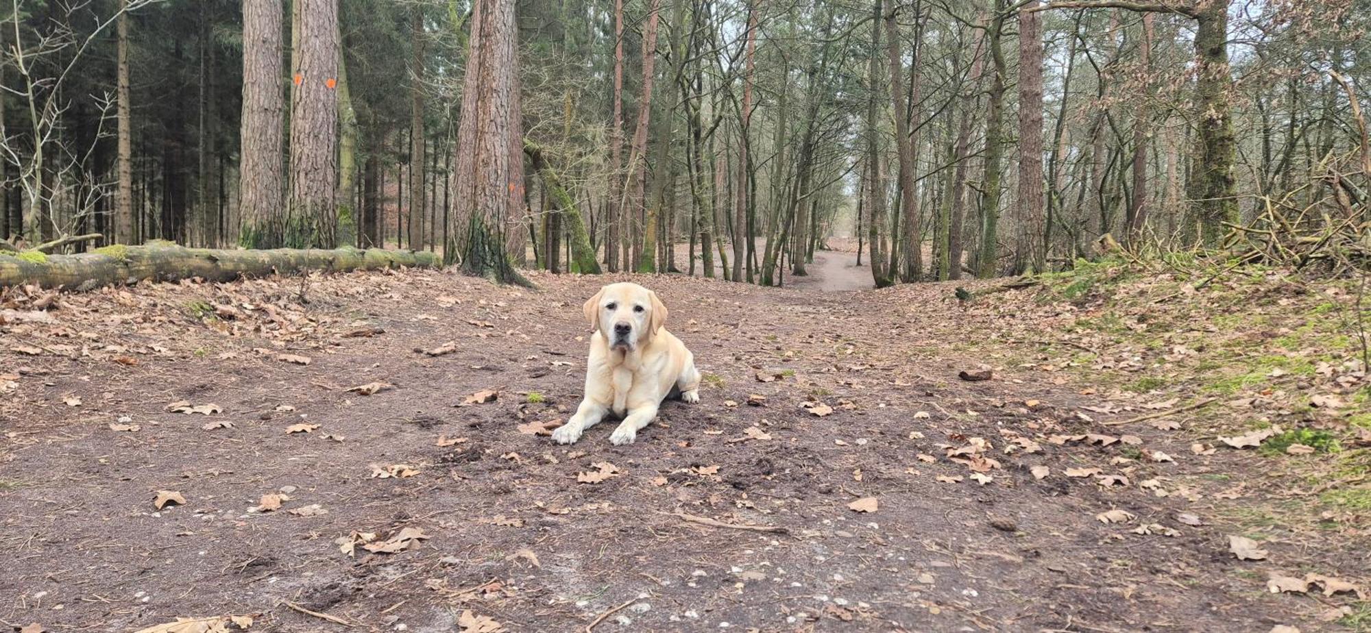 Het Veluwse Boshuisje Knus Chalet Met Omheinde Tuin Op De Veluwe Hoenderloo Kültér fotó